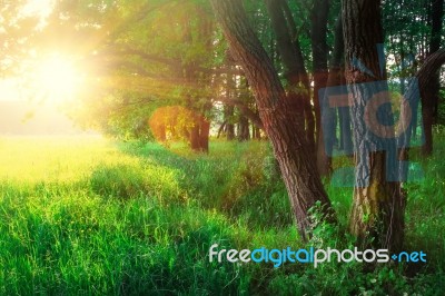 Spring Beautiful Nature Stock Photo