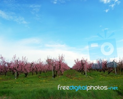 Spring Blossom Stock Photo