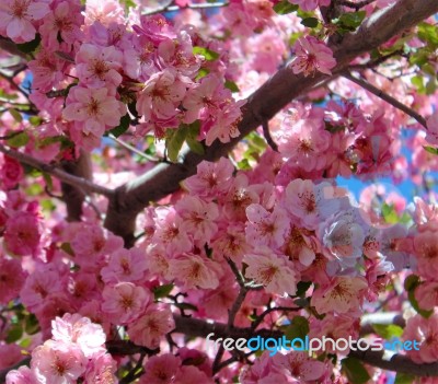 Spring Blossoms Stock Photo