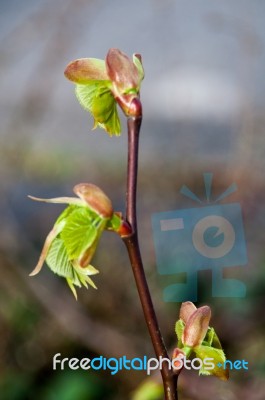 Spring Bud Stock Photo