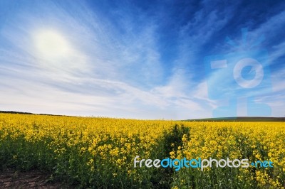 Spring Colza Fields. Blooming Yellow Flowers Stock Photo