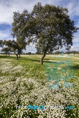 Spring Countryside Landscape Stock Photo