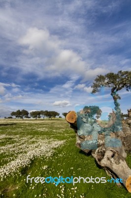 Spring Countryside Landscape Stock Photo