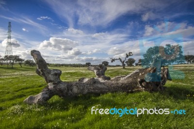 Spring Countryside Landscape Stock Photo