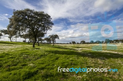 Spring Countryside Landscape Stock Photo