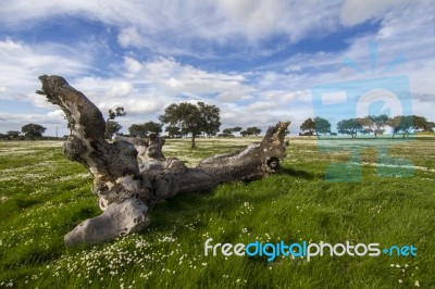 Spring Countryside Landscape Stock Photo