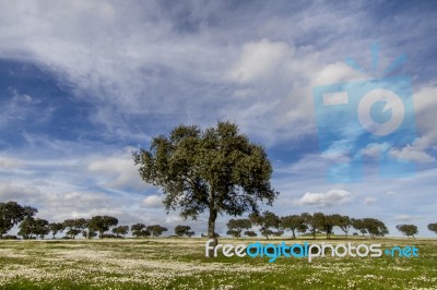 Spring Countryside Landscape Stock Photo