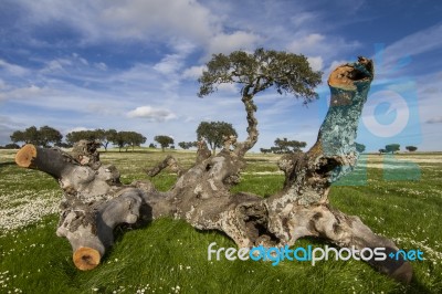 Spring Countryside Landscape Stock Photo