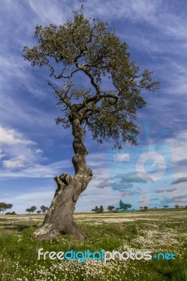 Spring Countryside Landscape Stock Photo