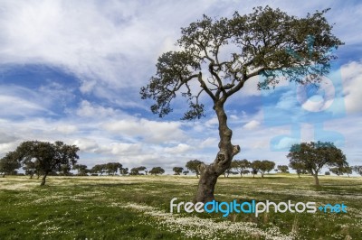 Spring Countryside Landscape Stock Photo