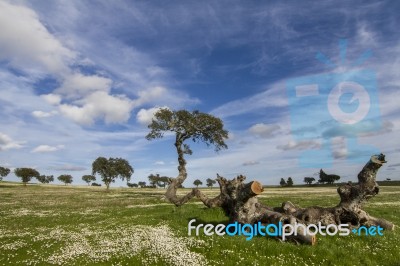 Spring Countryside Landscape Stock Photo