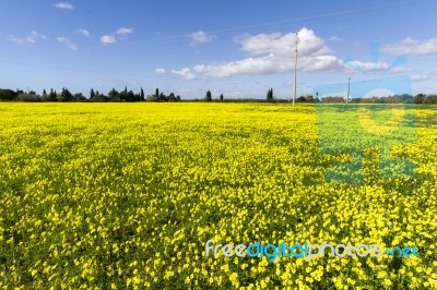 Spring Countryside Landscape Of Yellow Flowers Stock Photo