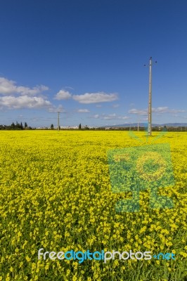 Spring Countryside Landscape Of Yellow Flowers Stock Photo