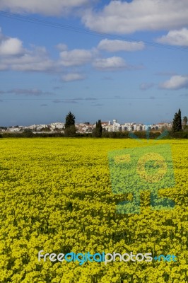 Spring Countryside Landscape Of Yellow Flowers Stock Photo