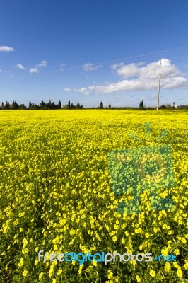 Spring Countryside Landscape Of Yellow Flowers Stock Photo