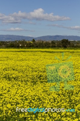 Spring Countryside Landscape Of Yellow Flowers Stock Photo