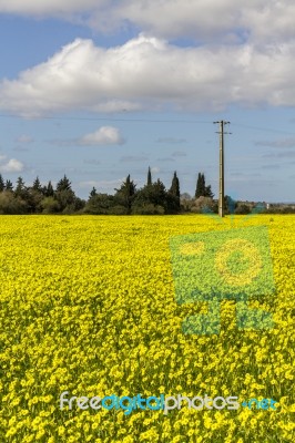 Spring Countryside Landscape Of Yellow Flowers Stock Photo