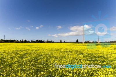 Spring Countryside Landscape Of Yellow Flowers Stock Photo