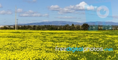 Spring Countryside Landscape Of Yellow Flowers Stock Photo