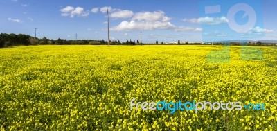 Spring Countryside Landscape Of Yellow Flowers Stock Photo