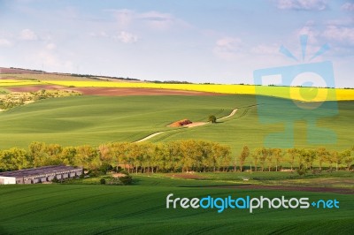 Spring Farmland On Hills. Green And Yellow Spring Fields Stock Photo