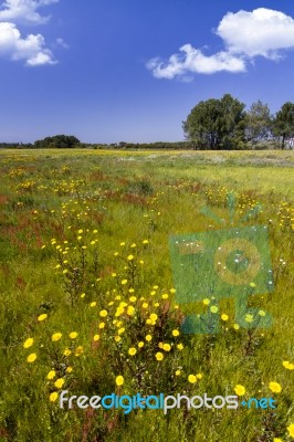 Spring Field Filled With Flowers Stock Photo