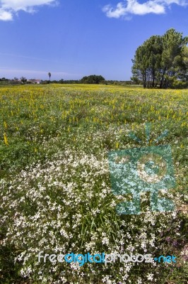 Spring Field Filled With Flowers Stock Photo