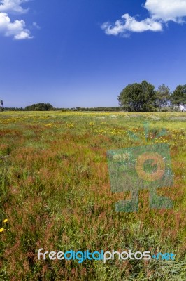 Spring Field Filled With Flowers Stock Photo