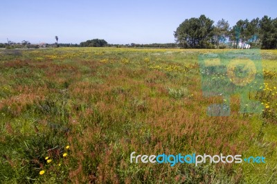 Spring Field Filled With Flowers Stock Photo