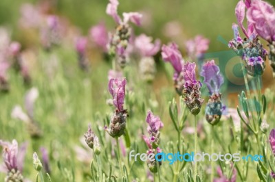 Spring Field Of Lavender Flowers In The Summer Stock Photo