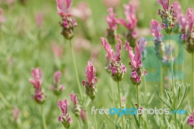 Spring Field Of Lavender Flowers In The Summer Stock Photo