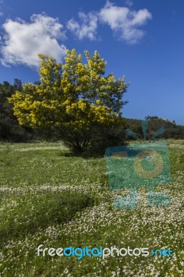 Spring Field With An Acacia Tree Stock Photo