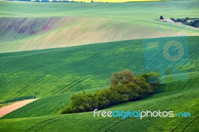 Spring Fields. Green Waves. Czech Moravia Hills Stock Photo