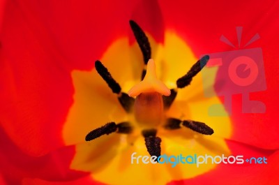 Spring Flower Stock Photo