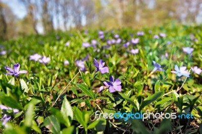 Spring Flowers. Young Green Leaves And Flowers Stock Photo