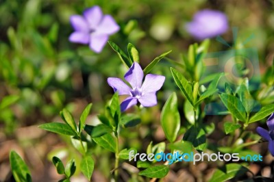 Spring Flowers. Young Green Leaves And Flowers Stock Photo