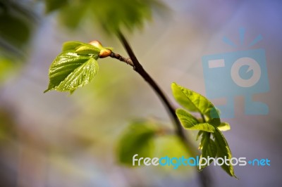 Spring Foliage. Young Green Leaves Stock Photo