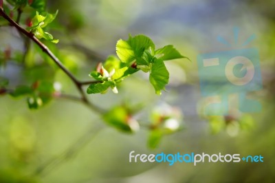 Spring Foliage. Young Green Leaves Stock Photo