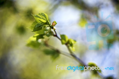 Spring Foliage. Young Green Leaves Stock Photo