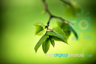 Spring Foliage. Young Green Leaves Stock Photo