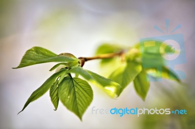 Spring Foliage. Young Green Leaves Stock Photo