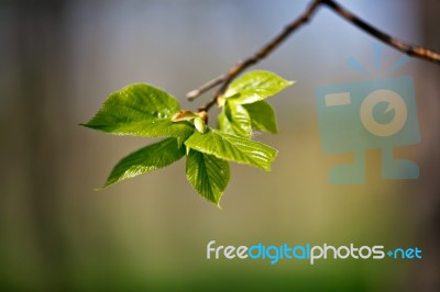 Spring Foliage. Young Green Leaves Stock Photo