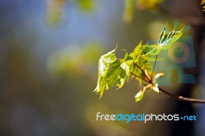 Spring Foliage. Young Green Leaves Stock Photo