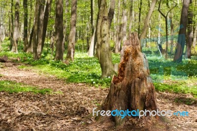 Spring Forest Stock Photo