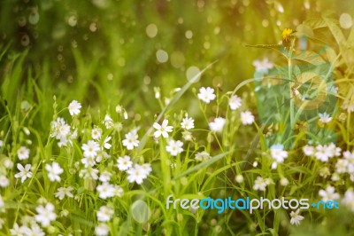 Spring Grass And Flowers Blooming Stock Photo