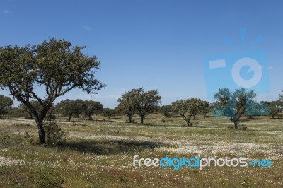 Spring Landscape In Alentejo Stock Photo