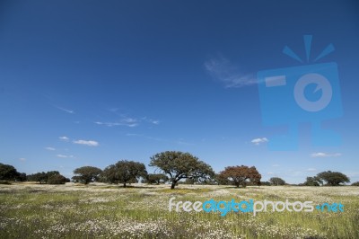 Spring Landscape In Alentejo Stock Photo