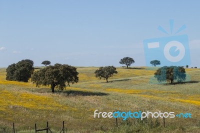 Spring Landscape In Alentejo Stock Photo