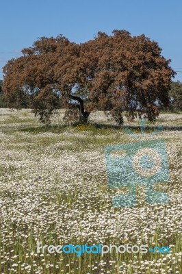 Spring Landscape In Alentejo Stock Photo