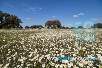 Spring Landscape In Alentejo Stock Photo